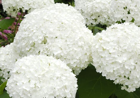 Photograph of white hydrangeas