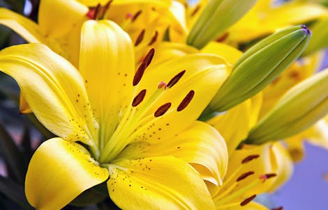 Photograph of a lily