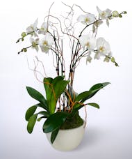 White Orchid Garden