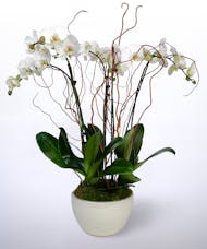Deluxe White Orchid Garden